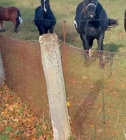Neu! Unter Reet Am Wald Auf Ruegen Lohme