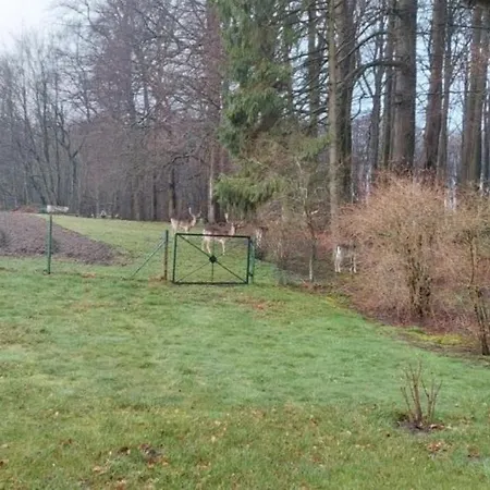 Neu! Unter Reet Am Wald Auf Ruegen Appartamento *