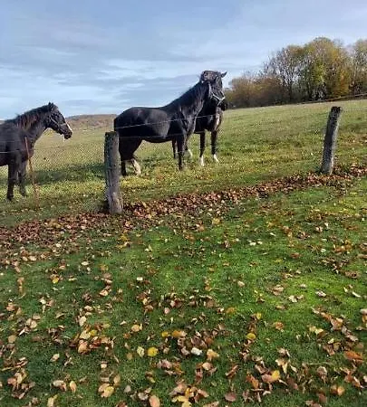 Neu! Unter Reet Am Wald Auf Ruegen